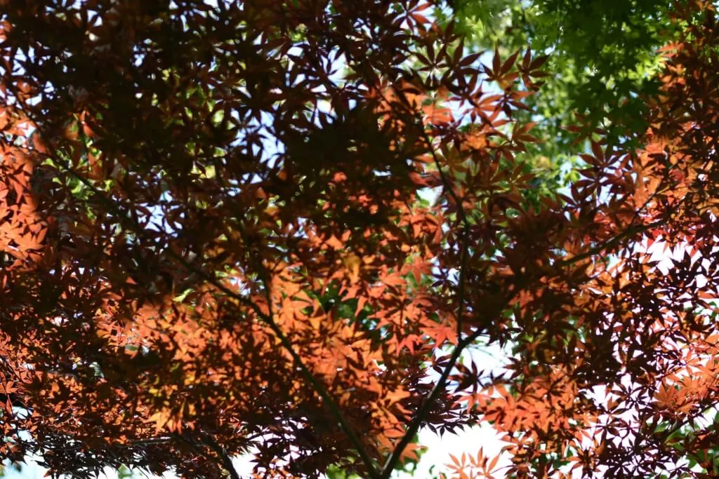 三軒茶屋から自転車で等々力渓谷に自然を求めて