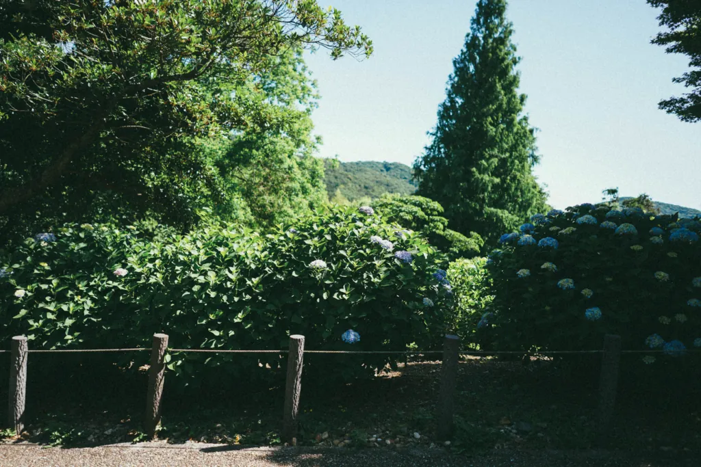 小牧市の市民四季の森にバラとあじさいを撮りに行った