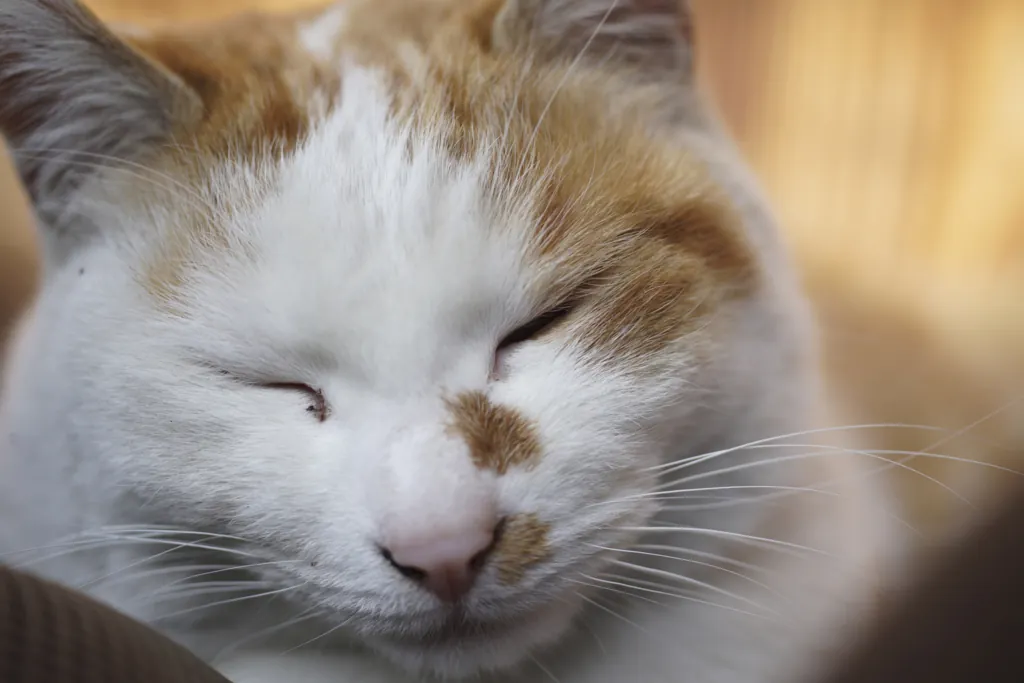 Sonyα7RⅡで使っている単焦点レンズをまとめてみた