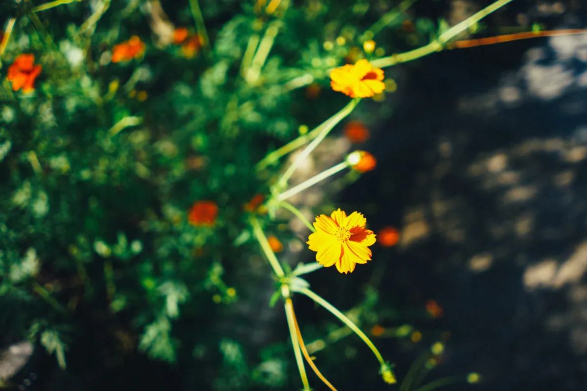 23499096308 21dbd80a8e o