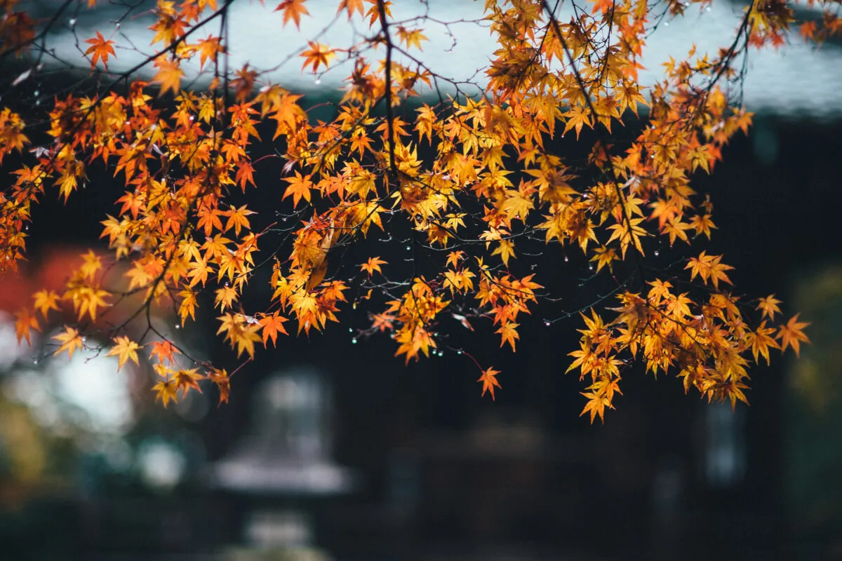 24726008408 9512b86c58 o