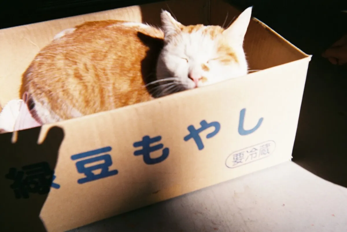 25466068837 9b0ff7b436 o 1