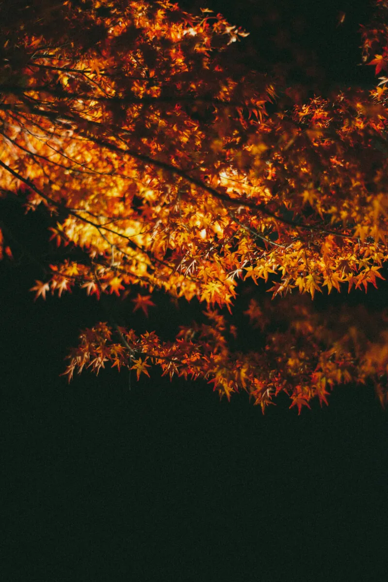 26738798849 66b001d9d9 o