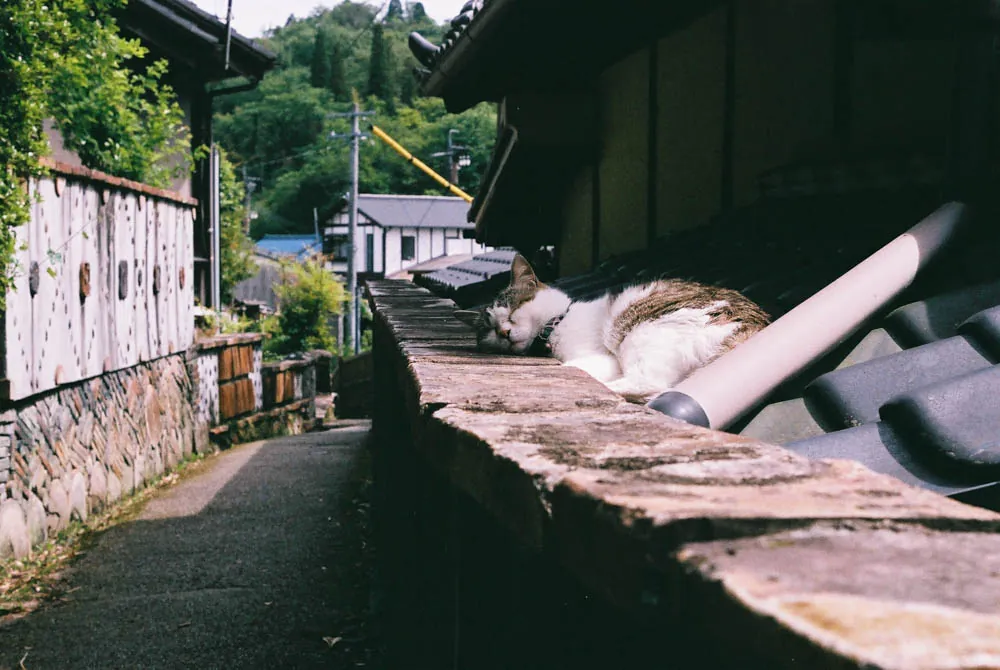 26879940226 8ccf265440 o