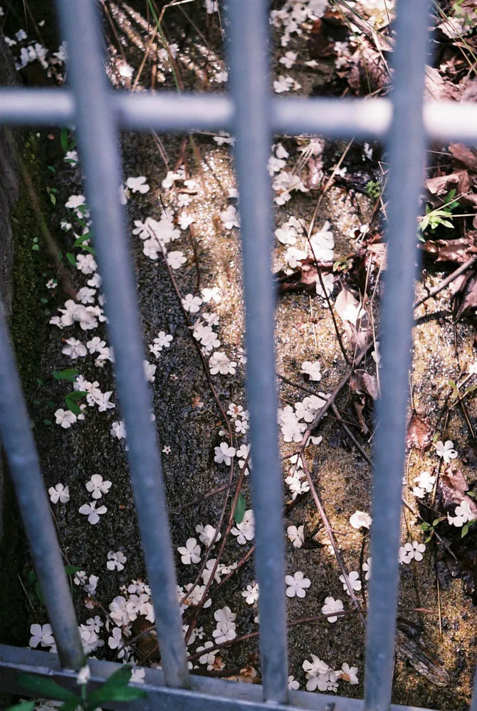 26913430805 24cd83d36a o