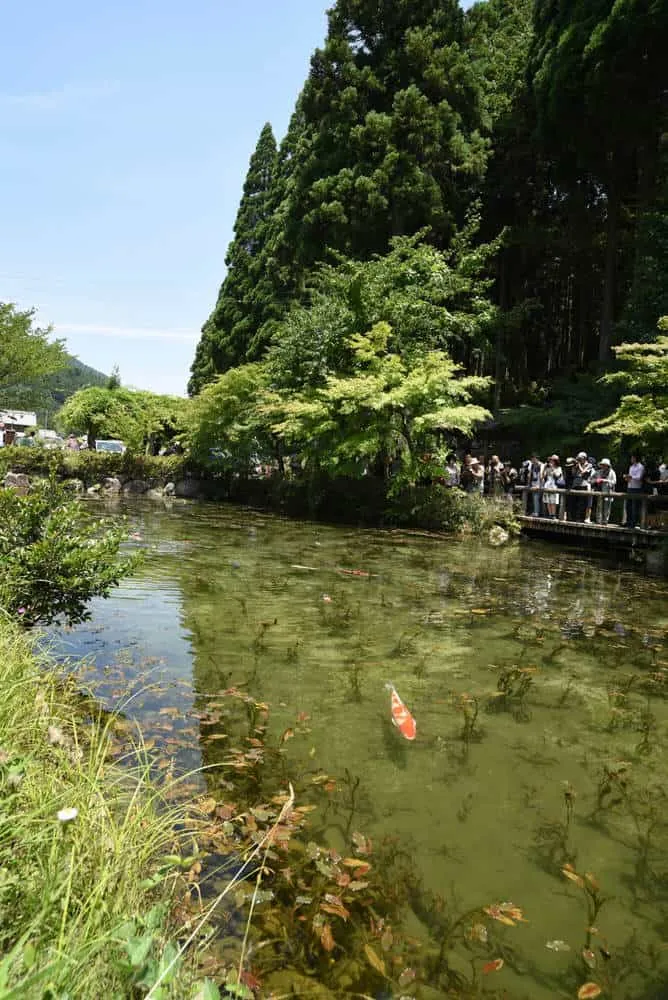 モネの池別アングル