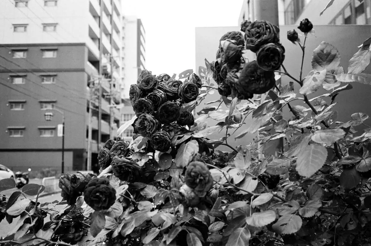 27844712210 1bde19088d o