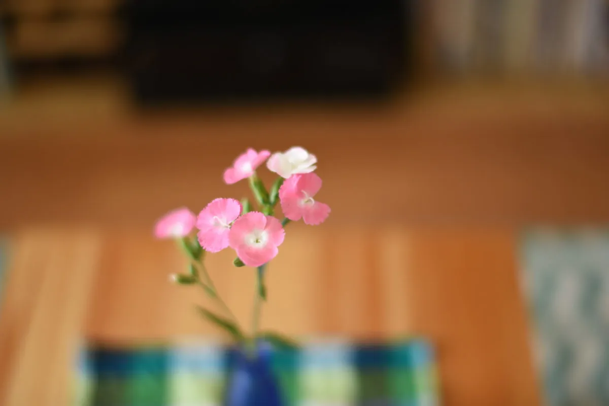 27878277943 32d6035b71 o