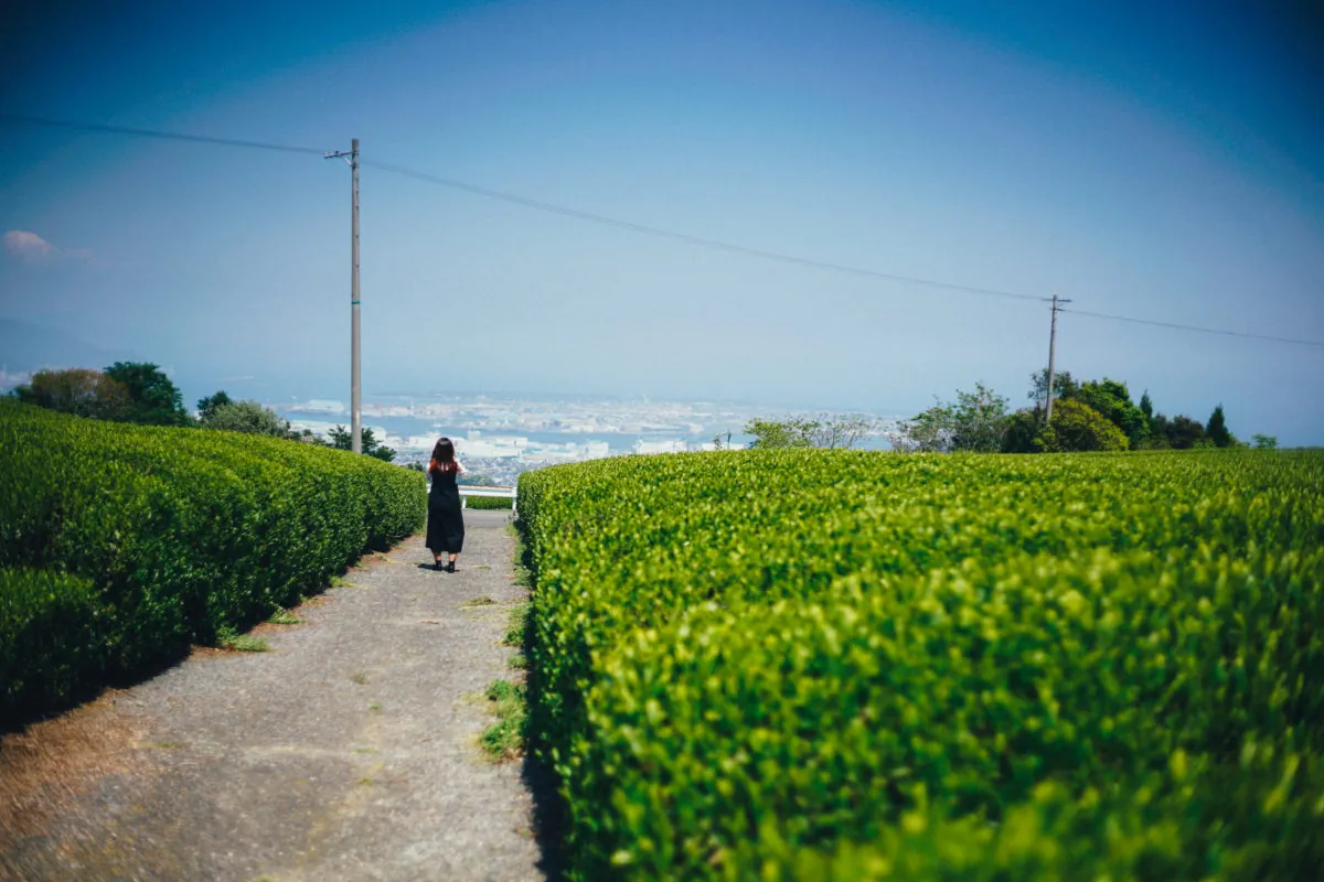 28125588818 5441feded4 o 1