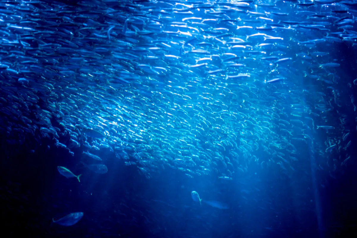 29097591366 be1e7e6132 o