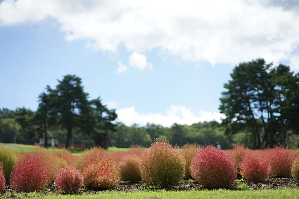 29435024533 34beb62370 b