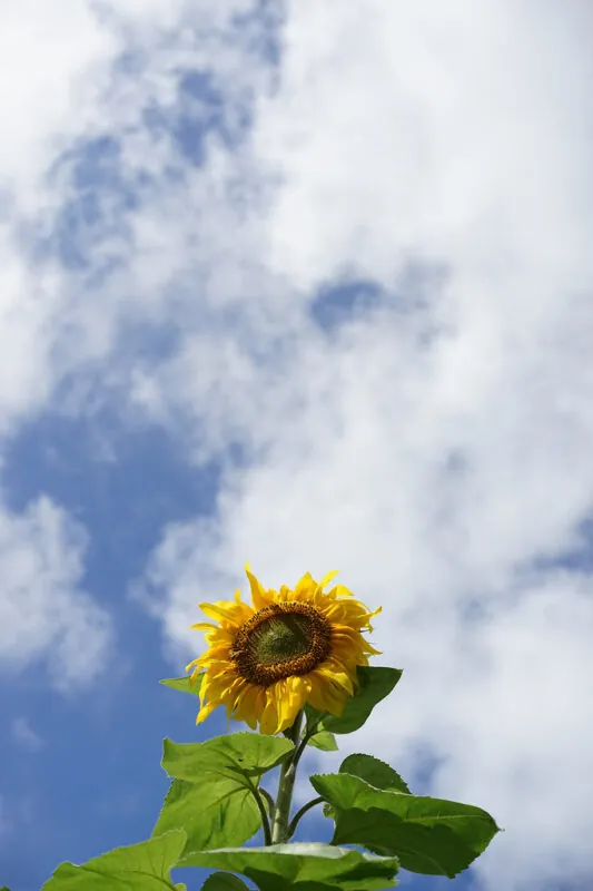 29435026803 55f4286d30 b