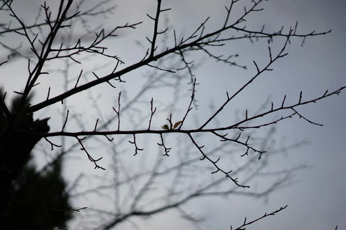 29858396304 87099d5d36 o