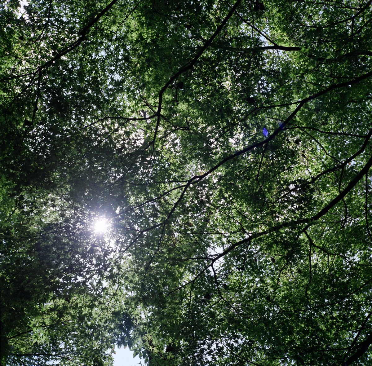 明治村での木漏れ日