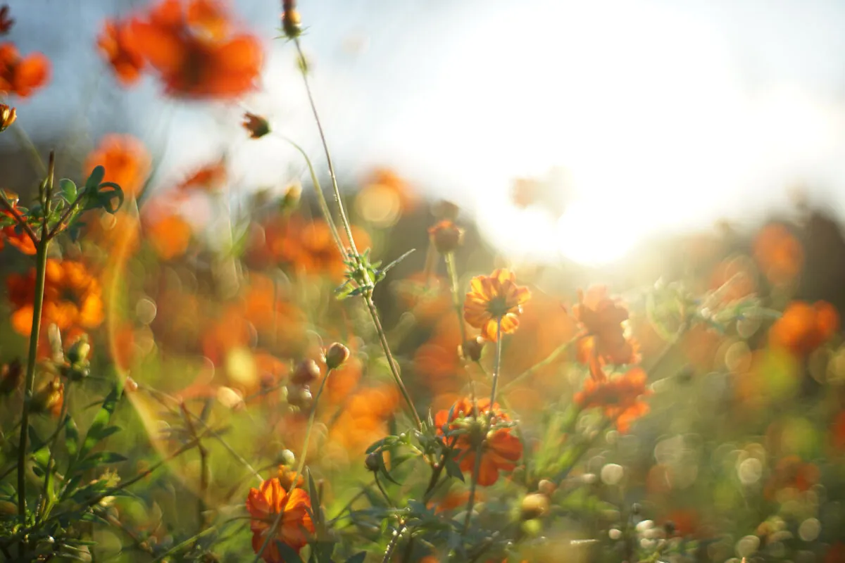 30362472050 1844e41cda o