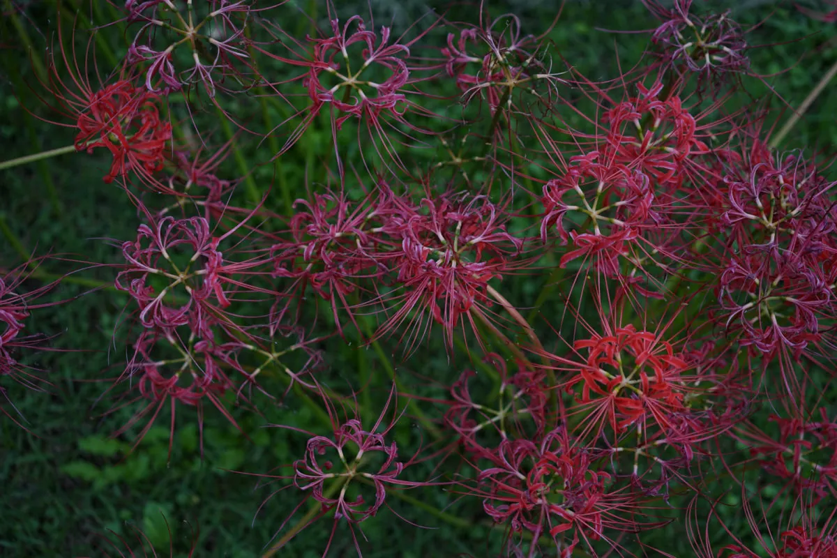 30402325251 25f5af949a o