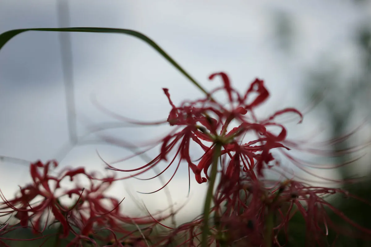 30402325461 ce1cf2fd35 o