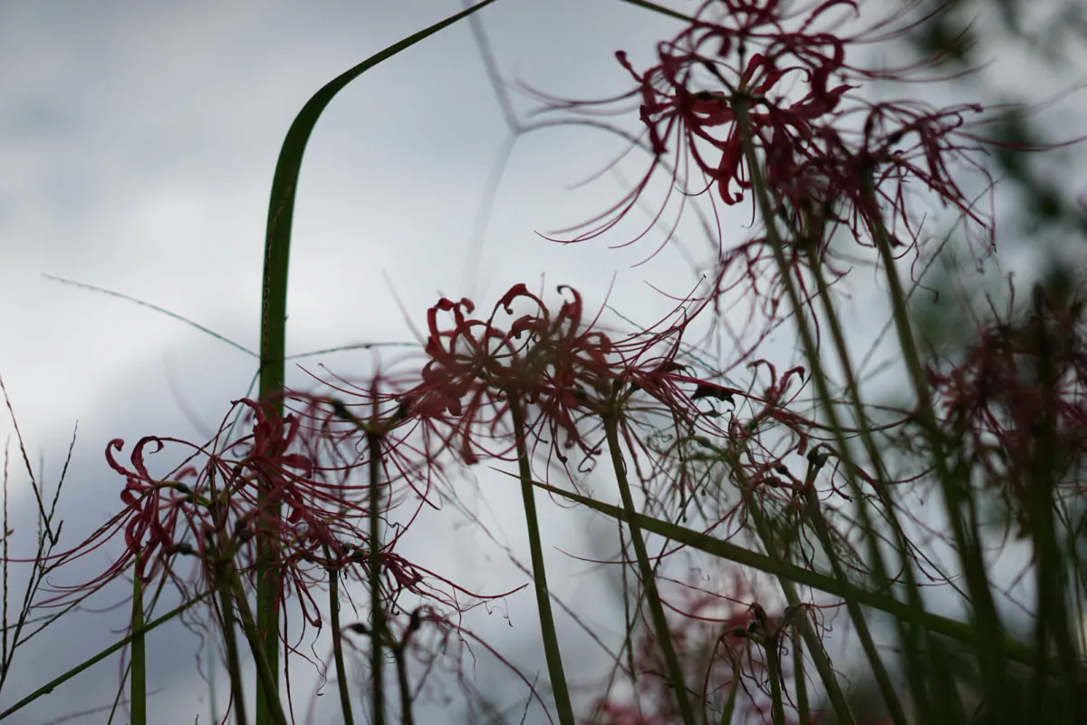 30452619386 13c202e387 o