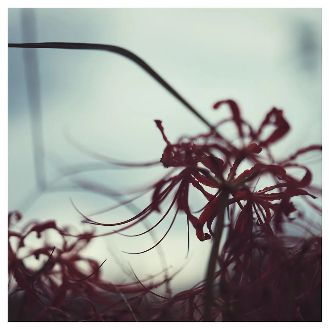 [SONY α7Ⅱ・Sonnar55mmF1.8(SEL55F18Z)作例]犬山市桃太郎神社の彼岸花を撮ってきた。