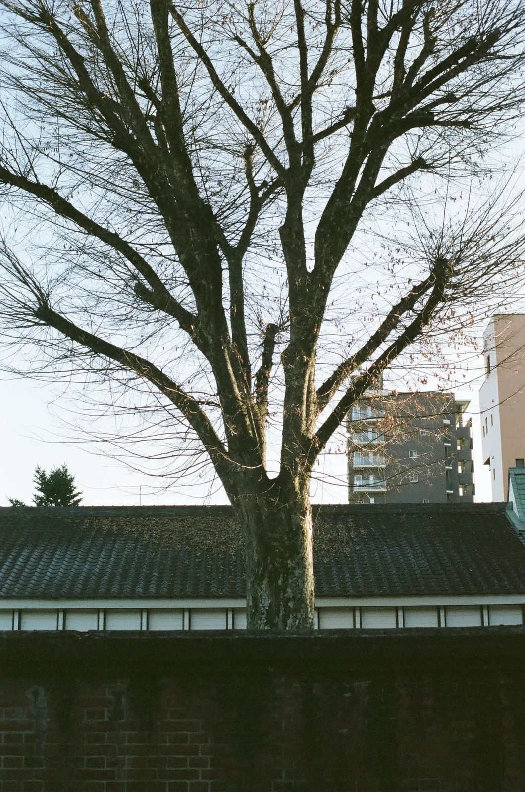 CONTAX 139Qと冬の日の写真