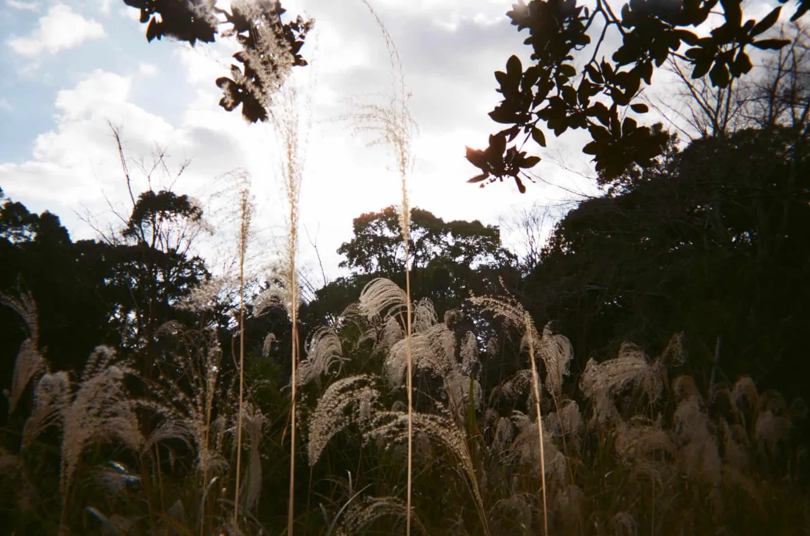 2020年、年明けの「写ルンです」の写真たち