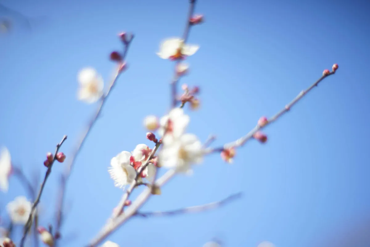 32863241831 20249ac44c o 1