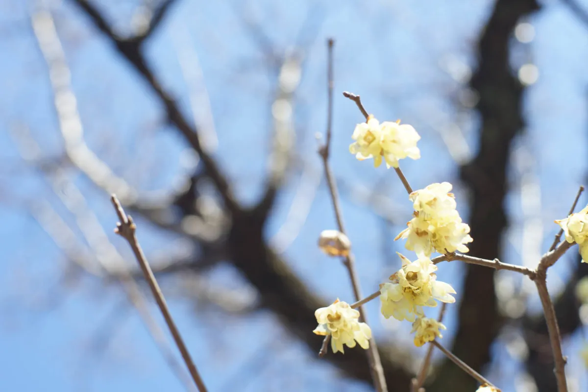 32988444395 7da191ea51 o 1