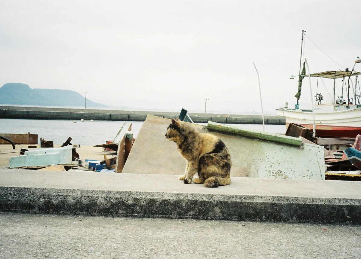 34189919650 944482457c o