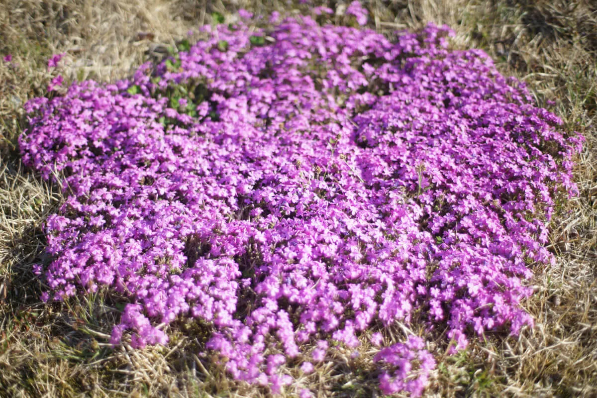 34202981716 654c02d1fe o