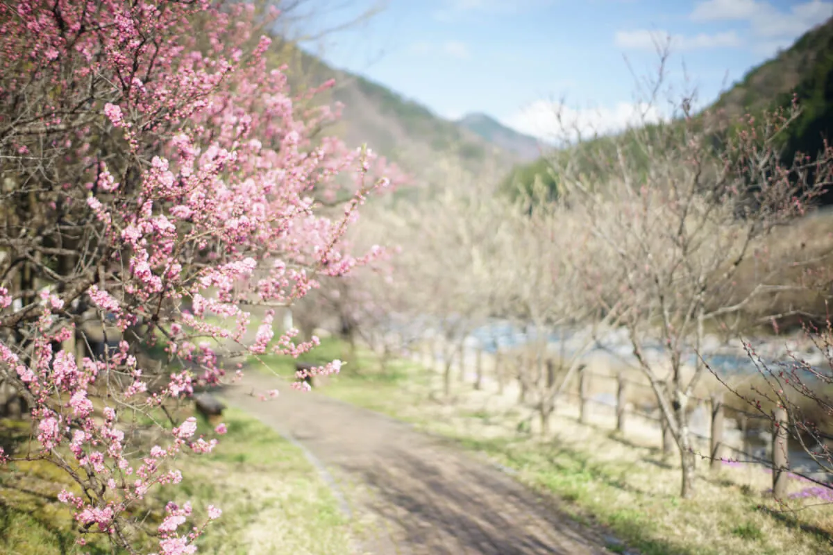 34202982066 a17747baf0 o