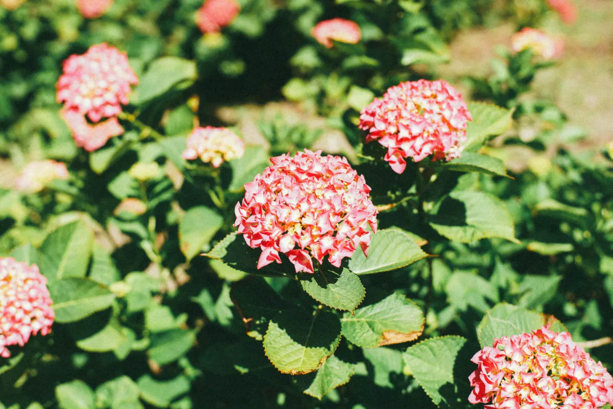 34281475863 10d2daf392 o