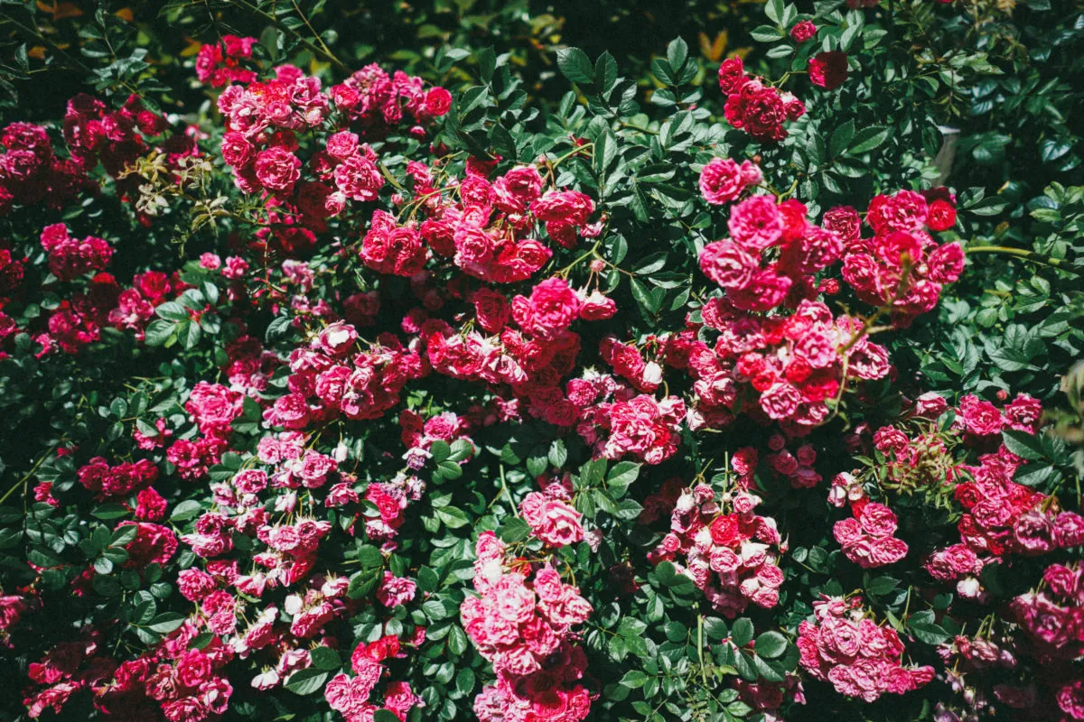 34704750560 628ed6170a o