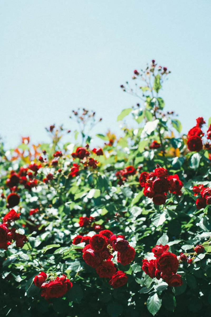 34961134271 22f33cc506 o