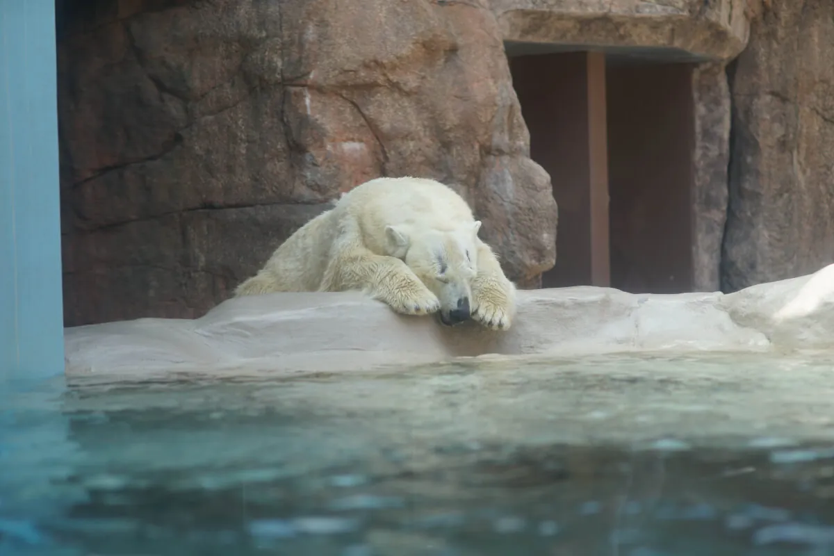 35870419621 0b3deb1597 o