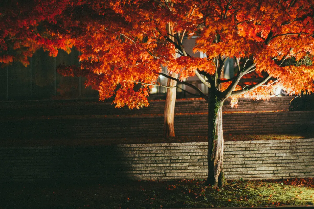 38482793872 ec1542a318 o