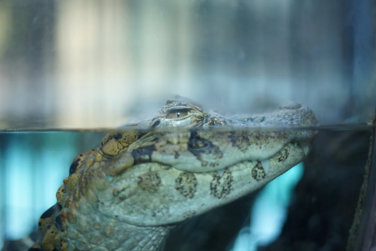 38906575584 98f85cc19a o