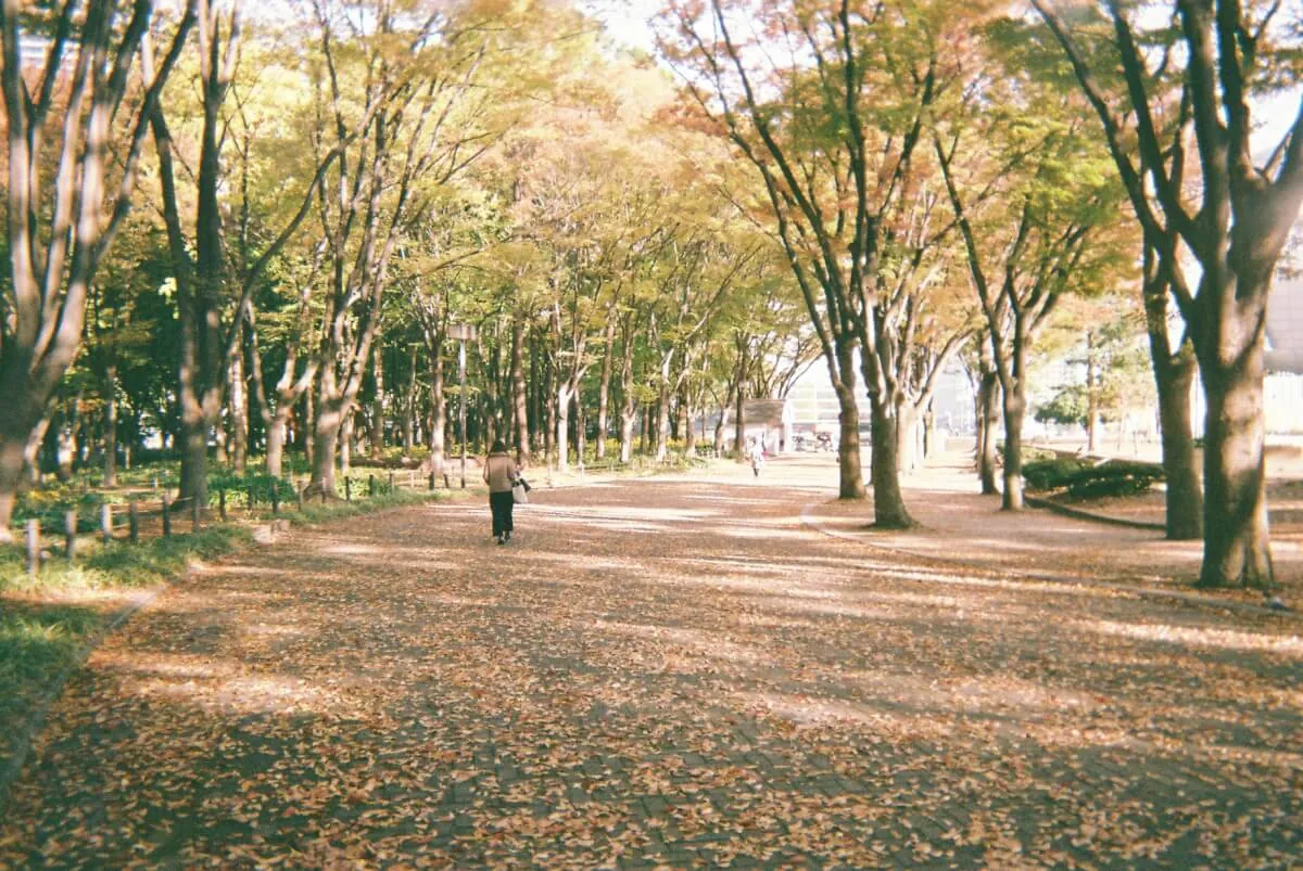 写ルンですで撮る秋