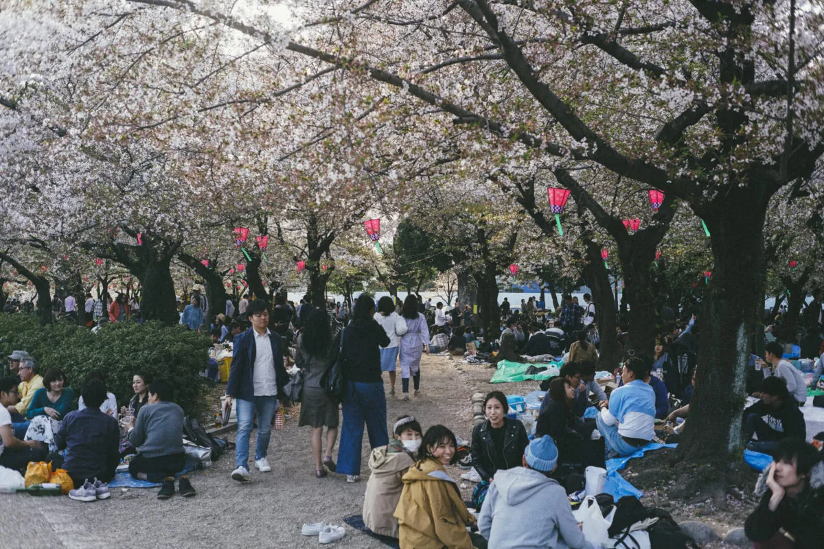 41147398221 588f64e1dc o