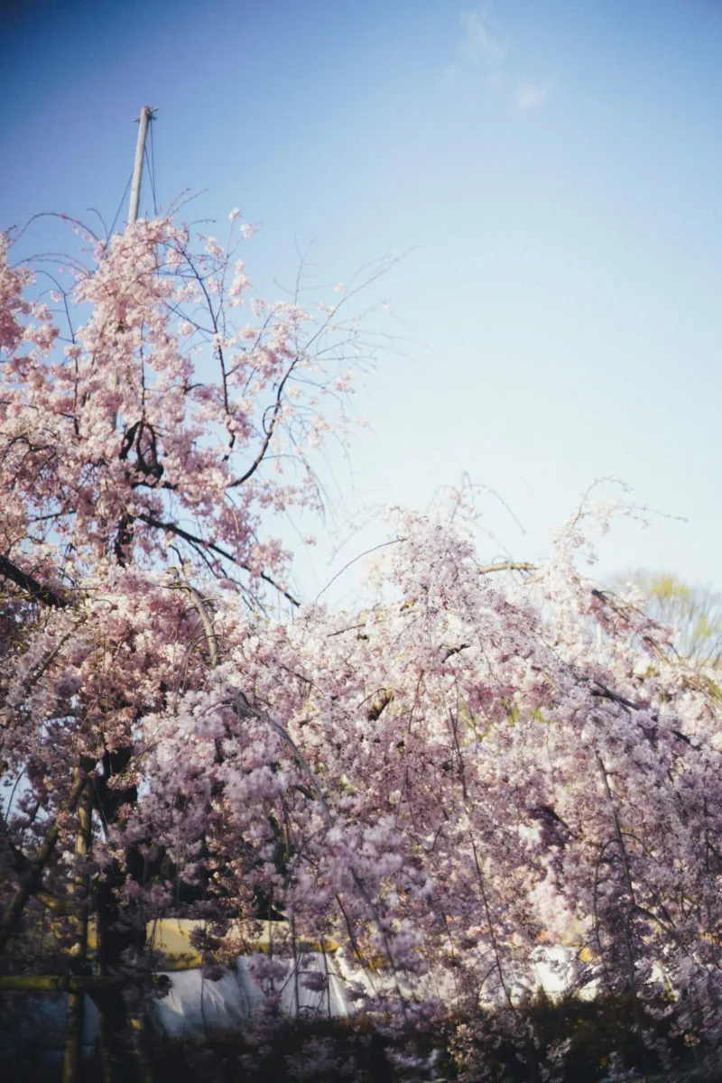 41147400751 225f829d9a o 1