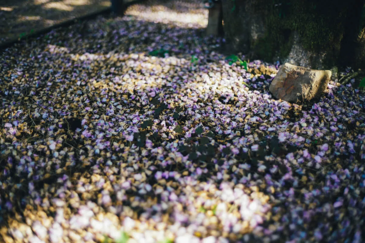 41997124151 ab9862cf34 o