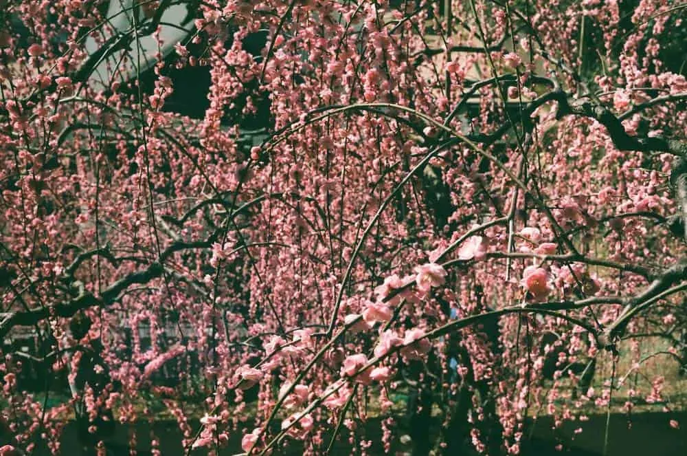 【LeicaM3作例】業務用100フィルムで撮った大縣神社の梅園