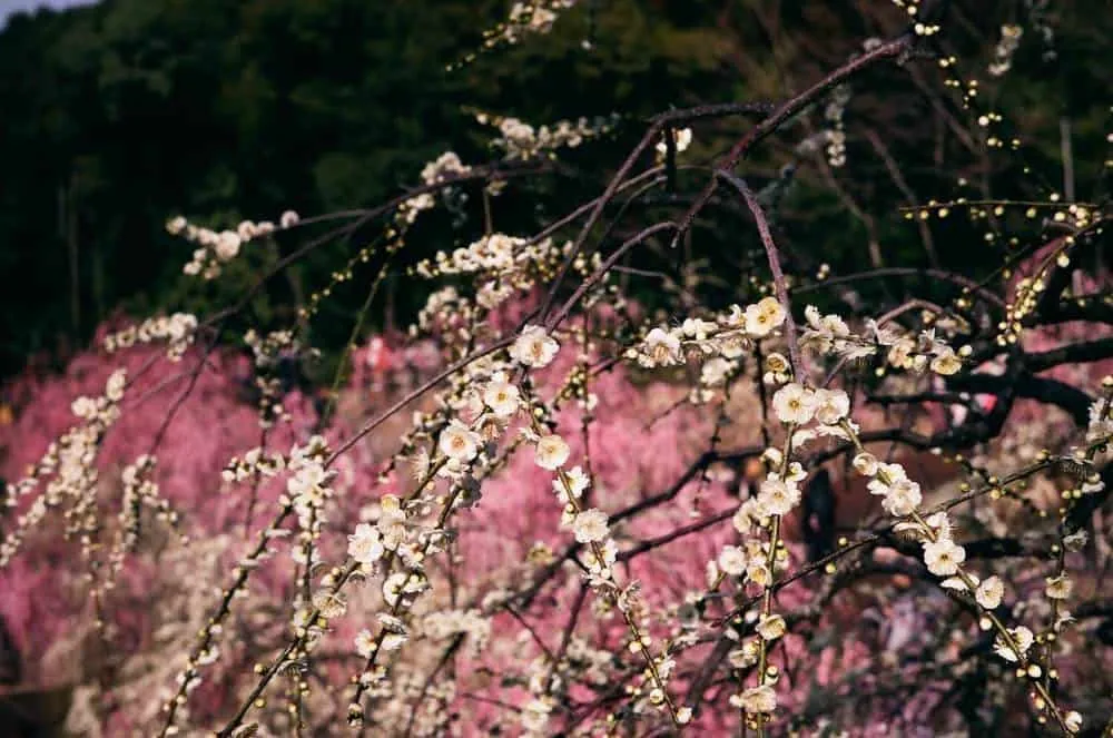 【LeicaM3作例】業務用100フィルムで撮った大縣神社の梅園