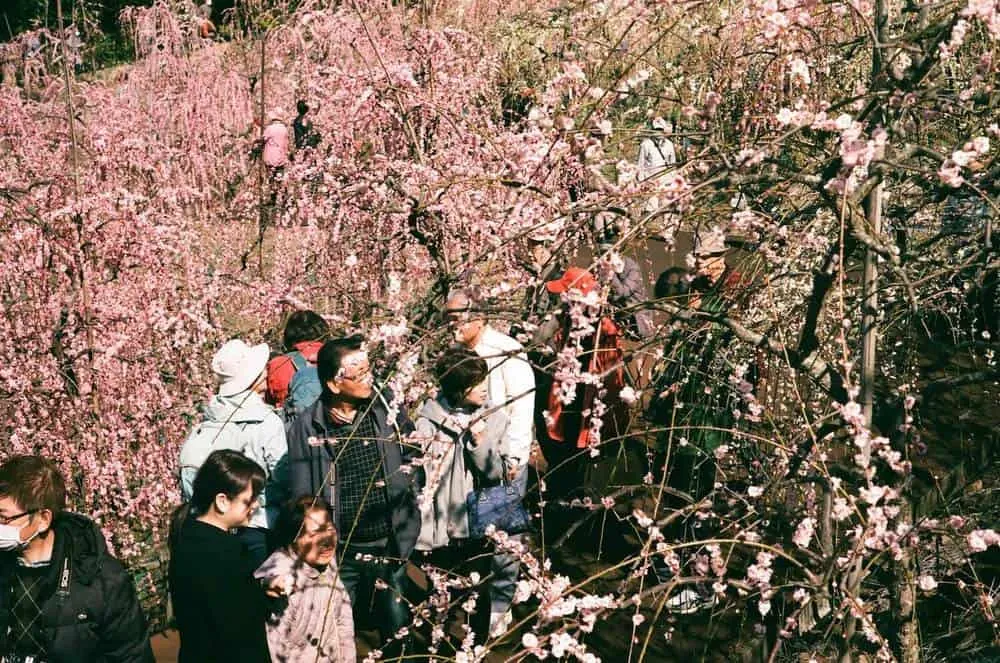 【LeicaM3作例】業務用100フィルムで撮った大縣神社の梅園