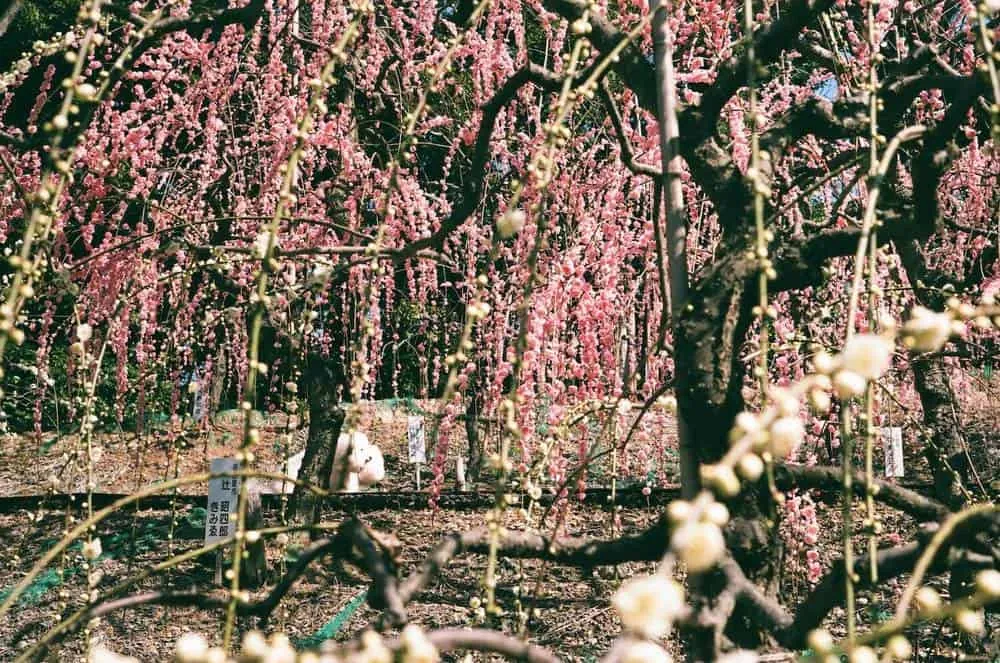 【LeicaM3作例】業務用100フィルムで撮った大縣神社の梅園