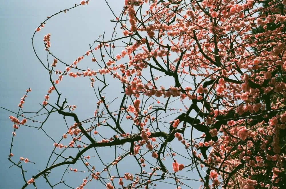 【LeicaM3作例】業務用100フィルムで撮った大縣神社の梅園