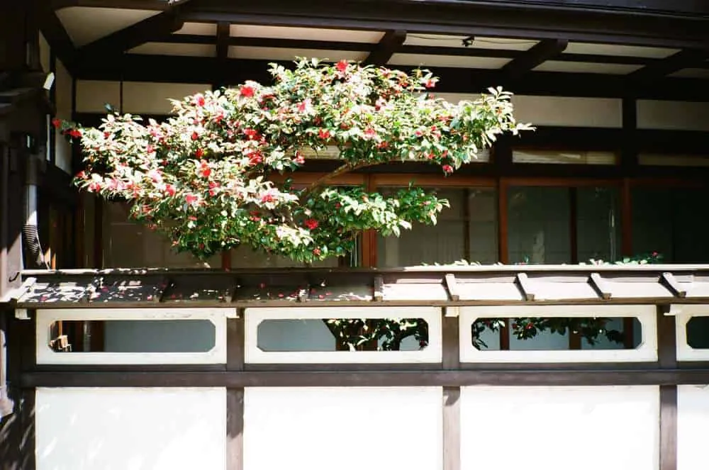 【CONTAX T2】春の郡上八幡と男5人旅