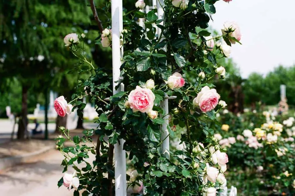 【作例】CONTAX 139 QUARTZとPlanar T* 50mm F1.4で大須観音と鶴舞公園へ