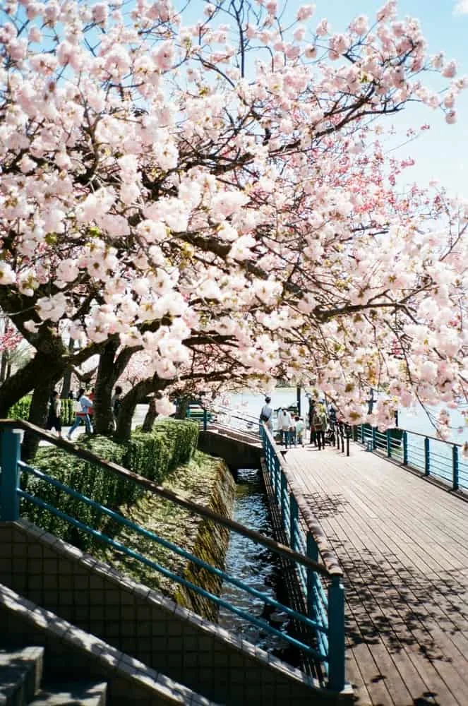 【 #わたしの標準レンズ 】Carl Zeiss Sonnar T* 2.8/38