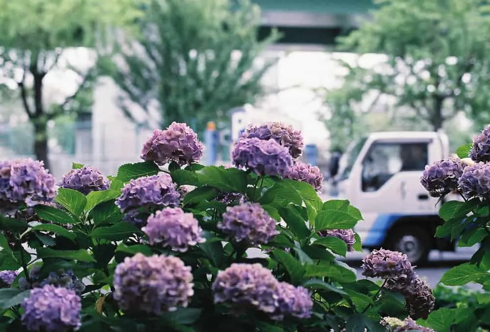 CONTAX 139Quartzと名古屋の街を撮り歩いた