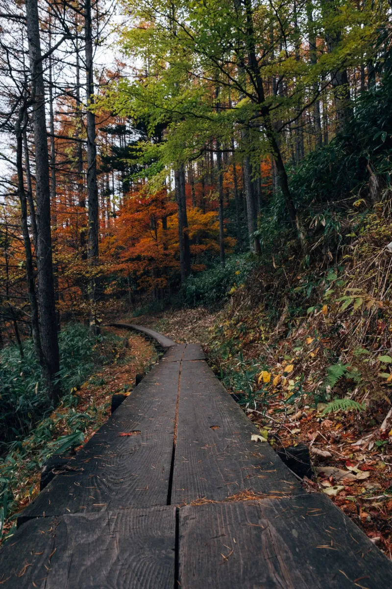 ヘブンスそのはらのいわなの森の遊歩道
